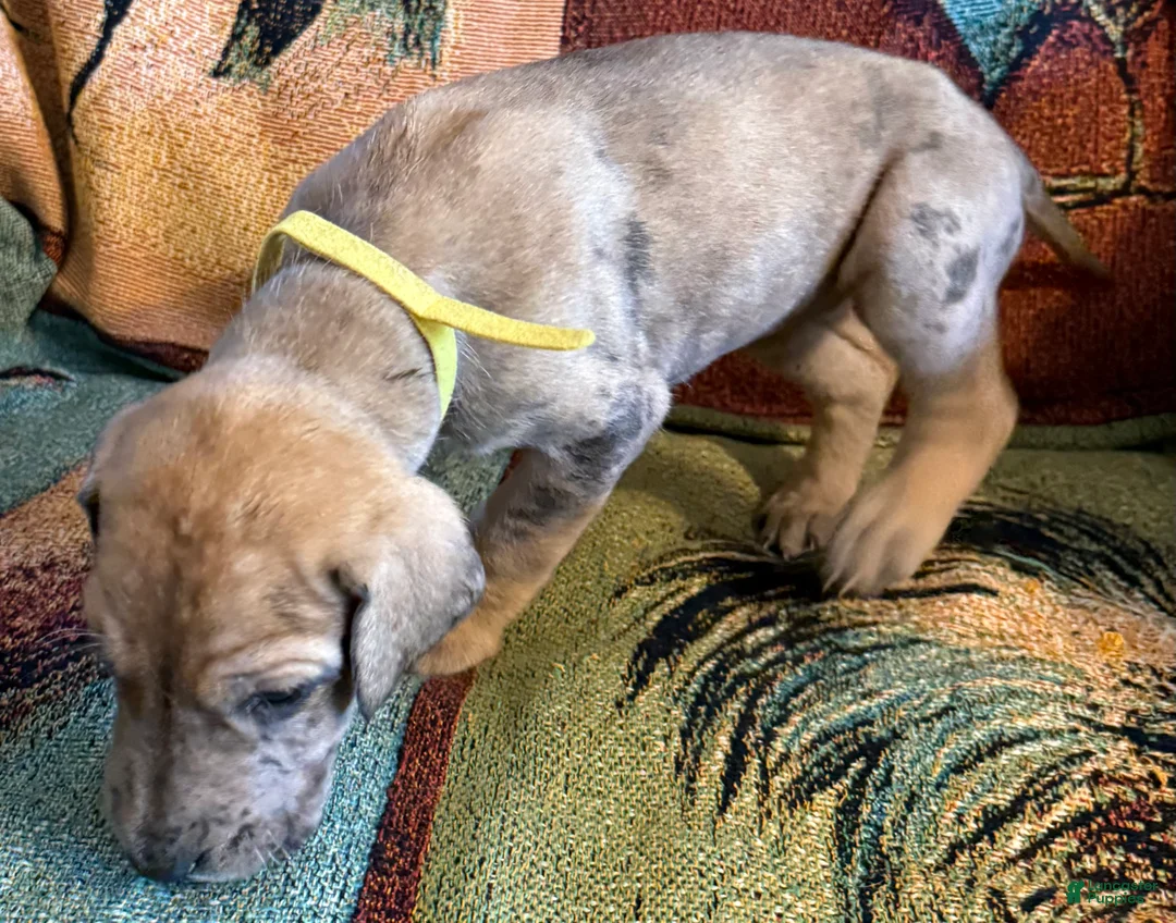 Great Dane dogs for sale: Yellow - Ad 1