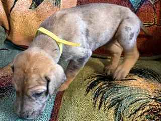 Great Dane dogs Yellow - Ad 36