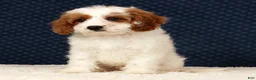 Cavapoo dogs for sale: Easton - Ad 5