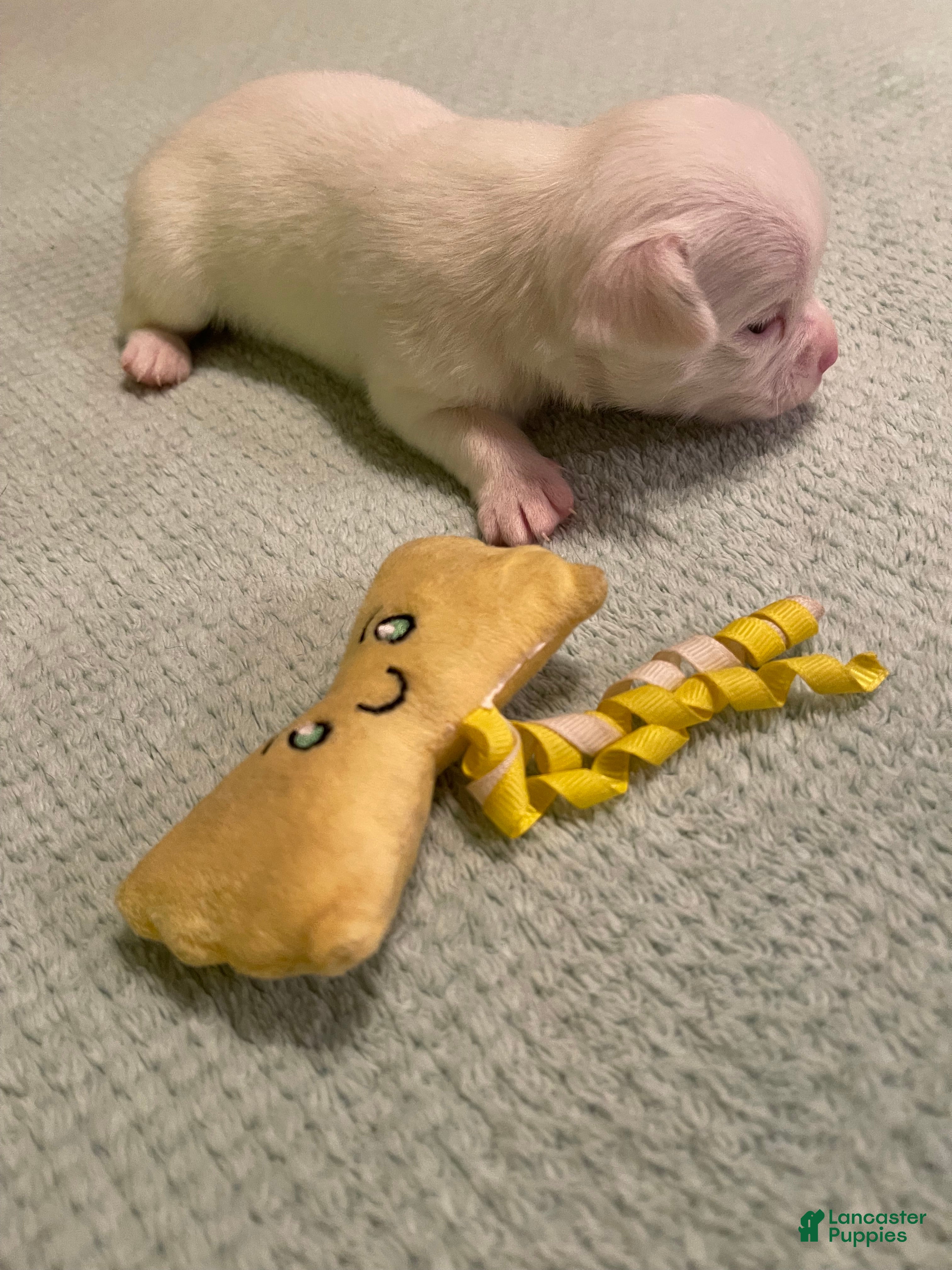 Chihuahua dogs for sale: Chihuahua 4 - Ad 2