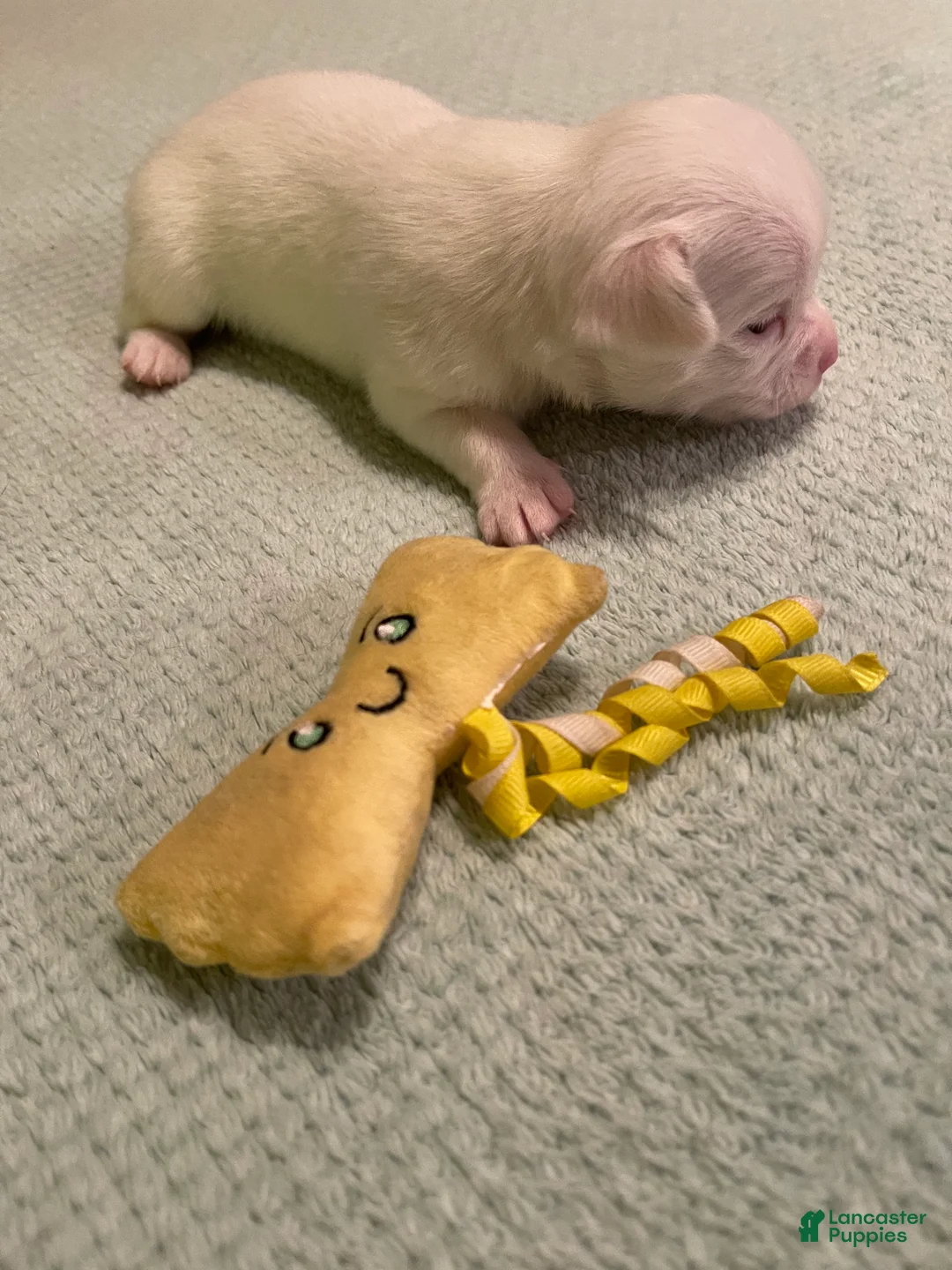 Chihuahua dogs for sale: Chihuahua 4 - Ad 2