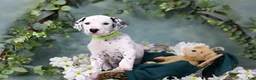 Dalmatian dogs for sale: Dalmatian Puppy 5 - Ad 6