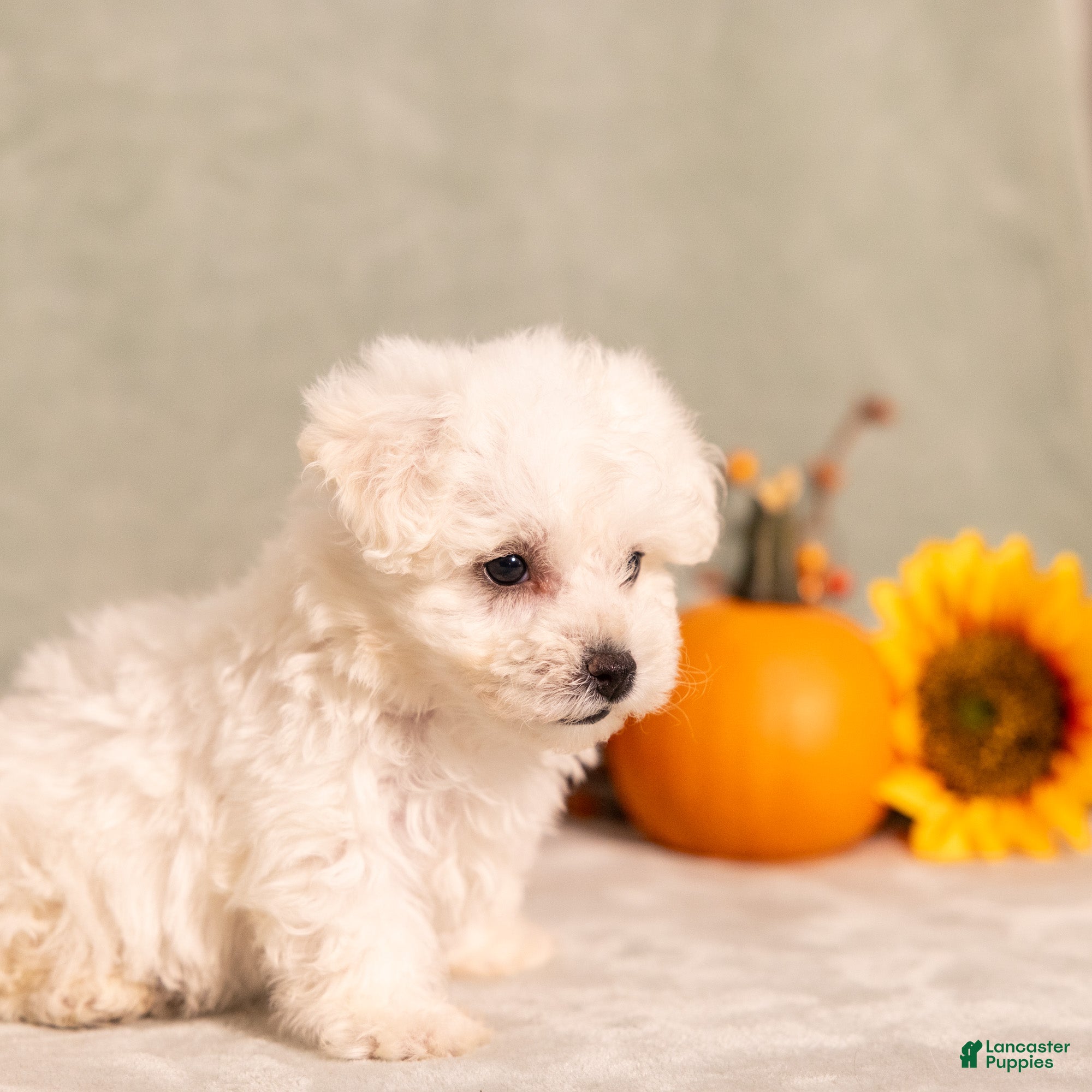 Bichon Frise dogs for sale: Quintin - Ad 2
