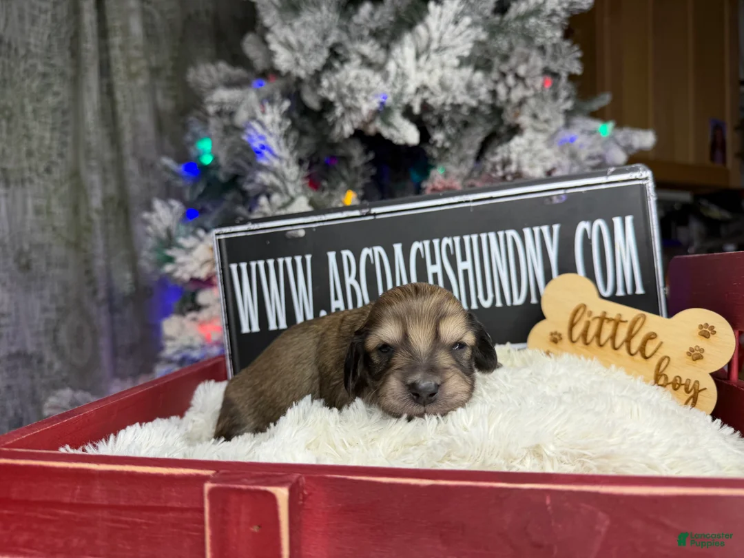 Miniature Dachshund dogs for sale: CReam  - Ad 26