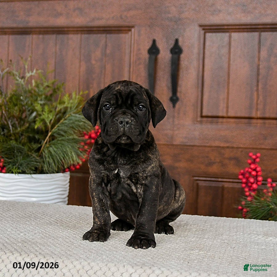 Cane Corso dogs Tripp - Ad 4