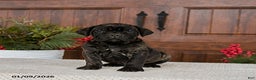 Cane Corso dogs for sale: Tripp - Ad 1