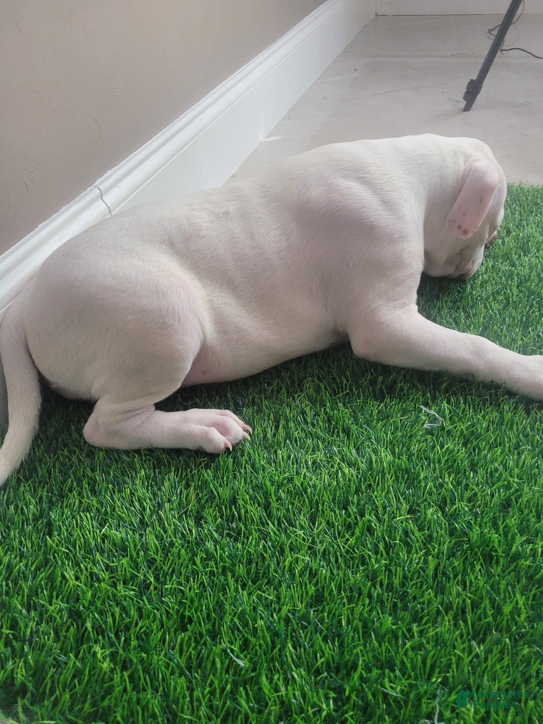 Mixed Breed dogs for sale: Pearl - Ad 5