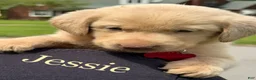 Labrador Retriever dogs for sale: Labrador Retriever Puppy 1 - Ad 11