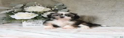 Shih Tzu dogs for sale: Quincy - Ad 1