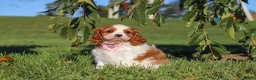 Cavalier King Charles Spaniel dogs for sale: Lila - Ad 8