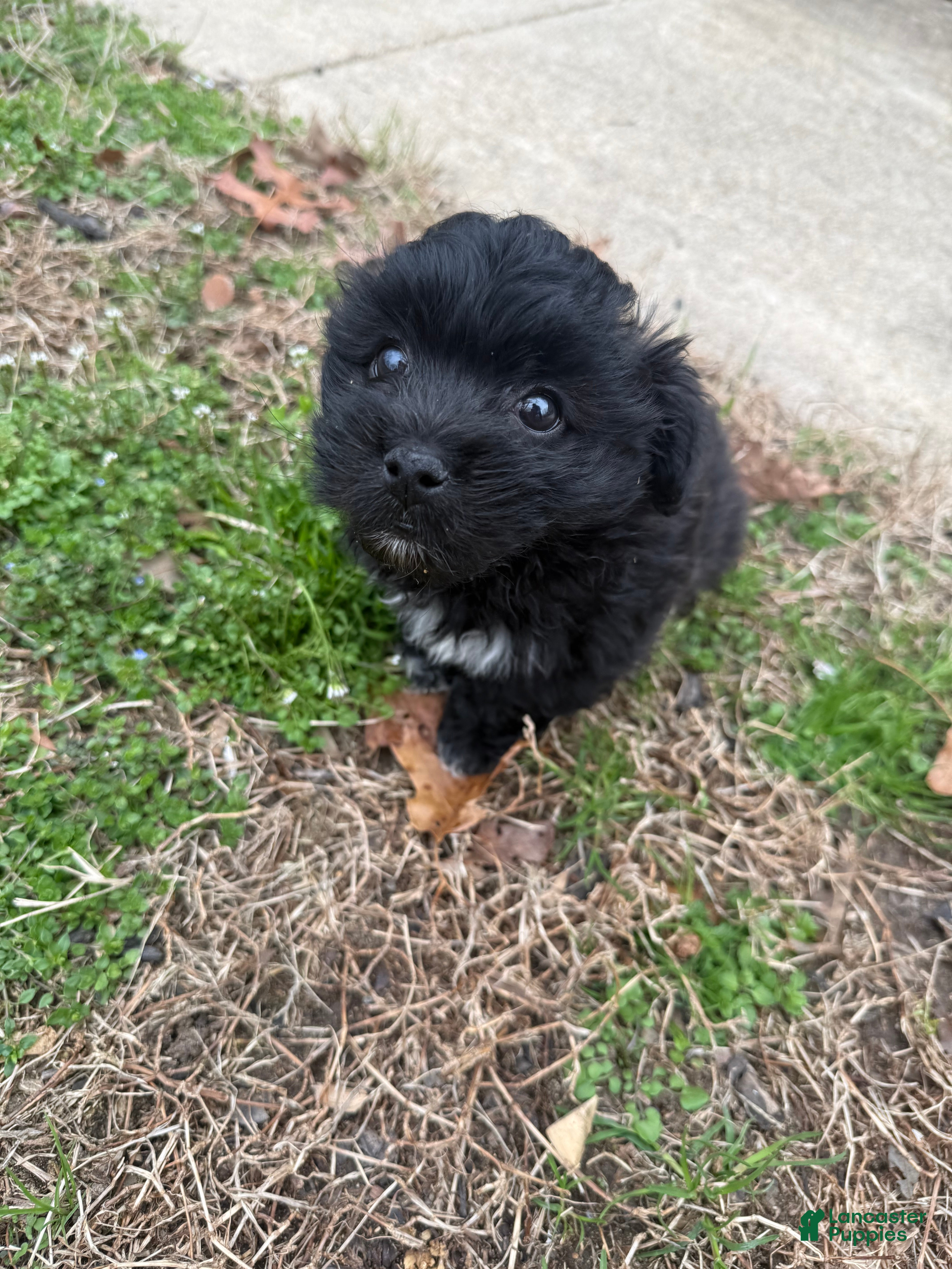 Shih Tzu dogs Shih Tzu Puppy 2 - Ad 1