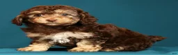 Miniature Poodle dogs for sale: Chrissy - Ad 4