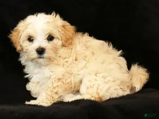 Maltipoo Puppies for sale in Massillon, Ohio | Lancaster Puppies Maltipoo Puppies for sale in Massillon, Ohio | Lancaster Puppies