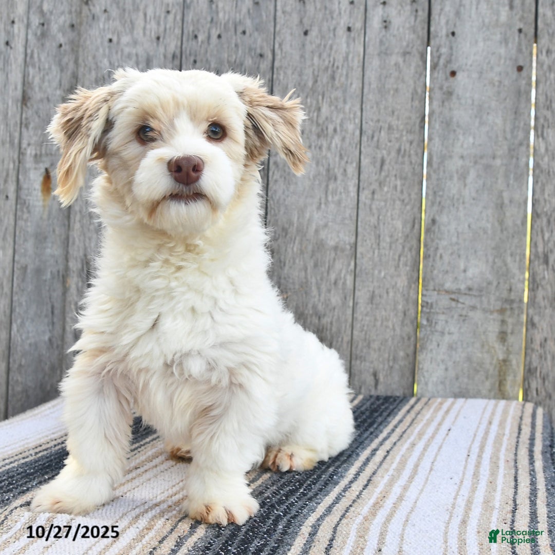 Havanese dogs for sale: Titus  - Ad 3
