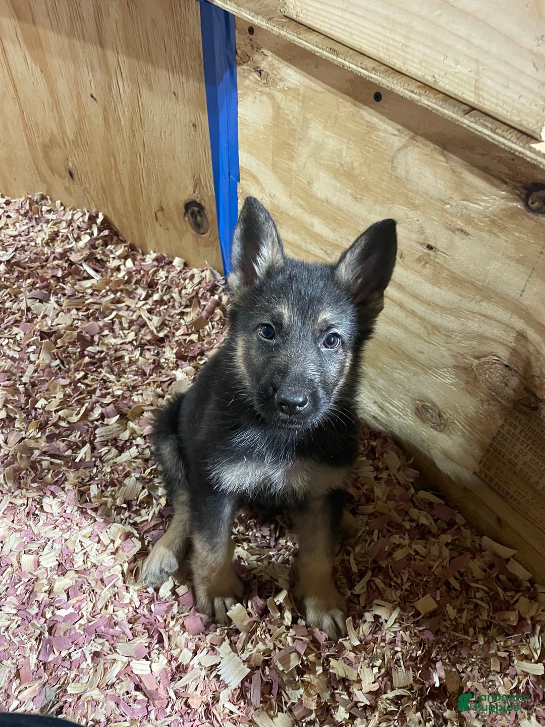 German Shepherd dogs for sale: Bubbles/blue collar - Ad 3