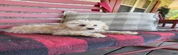 Mixed Breed dogs for sale: Monty - Ad 5