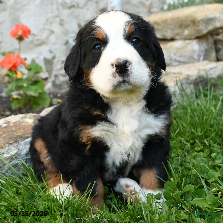 Bernese Mountain Dog dogs Heidi - Ad 2