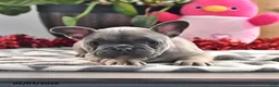 French Bulldog dogs for sale: Frisky - Ad 4