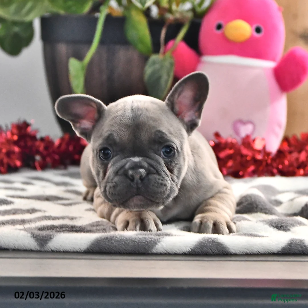 French Bulldog dogs for sale: Frisky - Ad 4