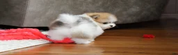 Pomeranian dogs for sale: Teacup Preston - Ad 15