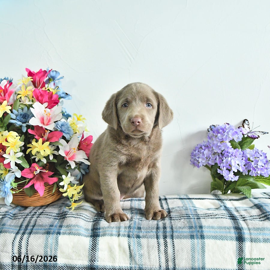 Labrador Retriever dogs Crystal - Ad 1