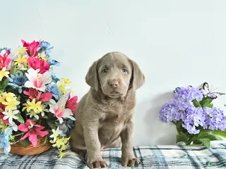 Labrador Retriever dogs for sale: Crystal - Ad 3