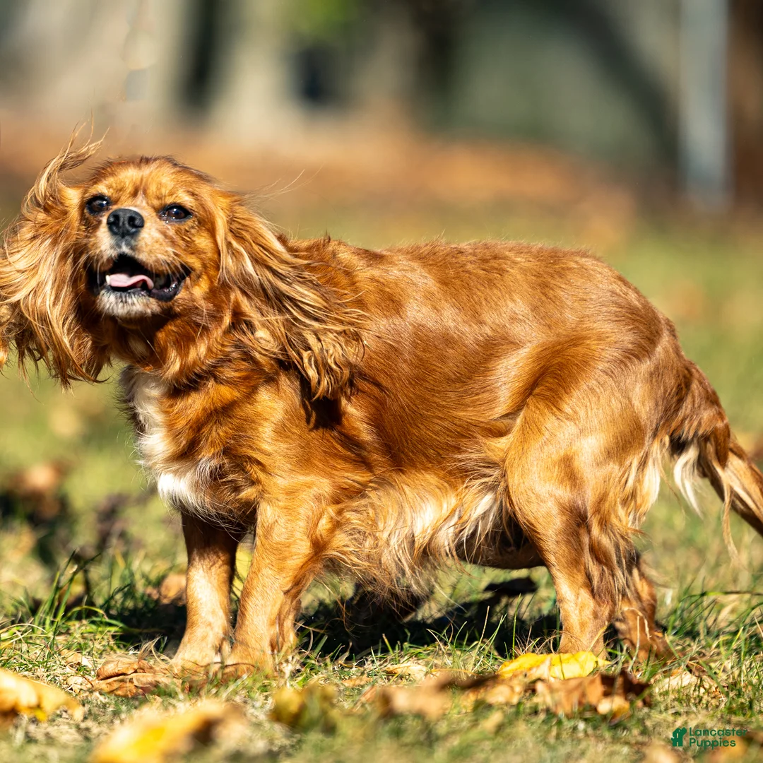 Cavalier King Charles Spaniel dogs for sale: Pepper Cavalier King Charles Spaniel Puppy  - Ad 6