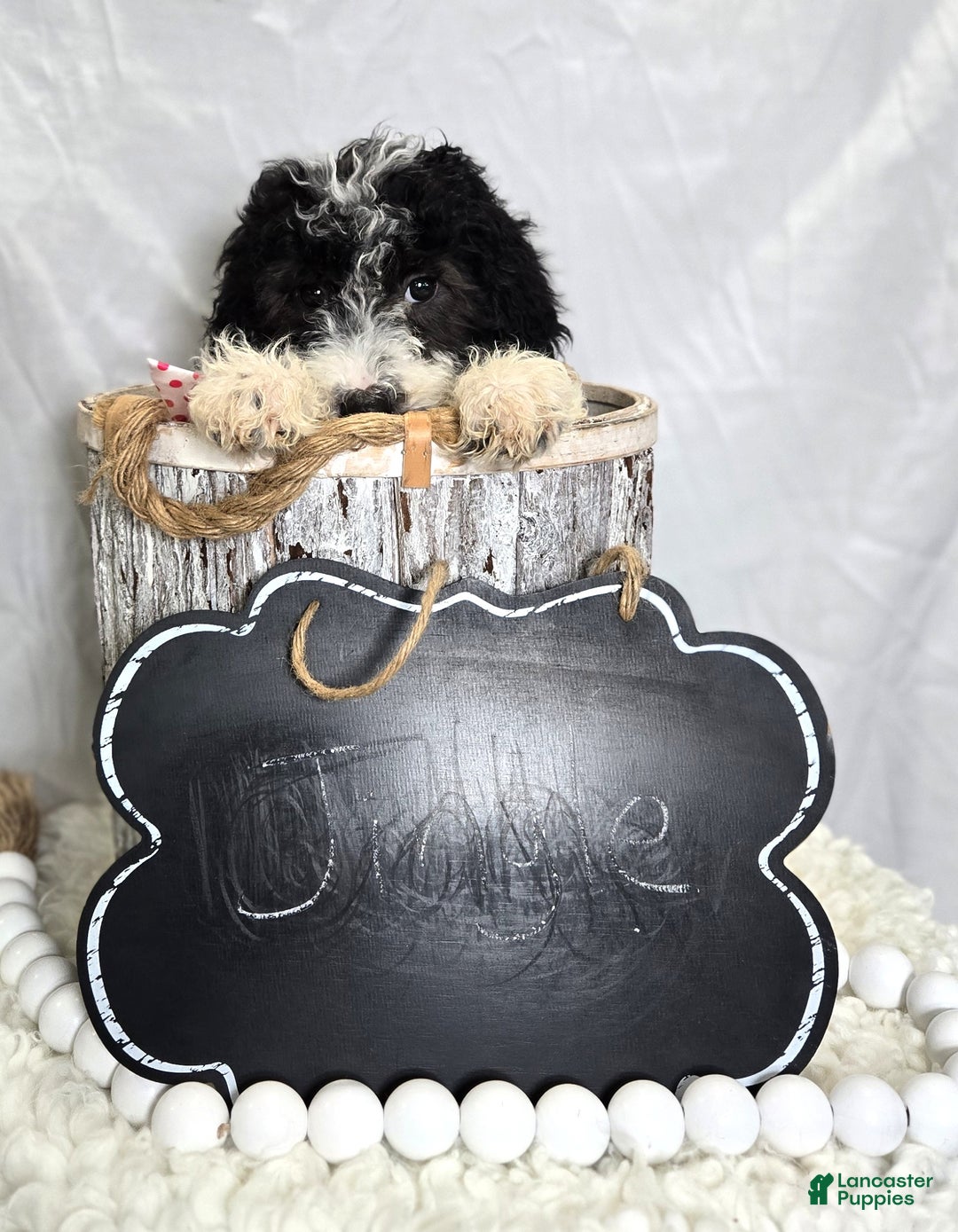 Mini Sheepadoodle dogs for sale: Jingle - Ad 4