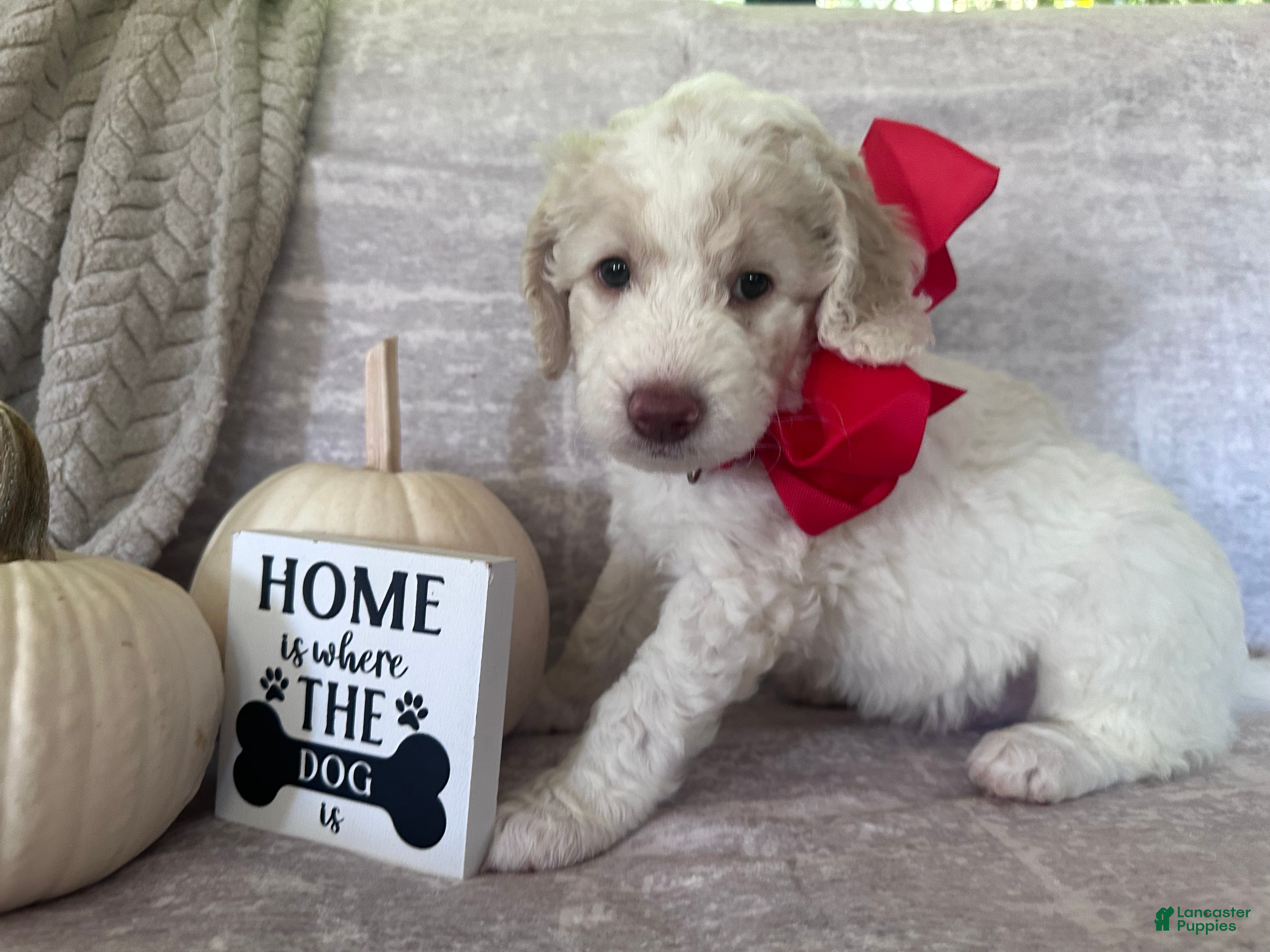Goldendoodle dogs Bricks ❤️ - Ad 22