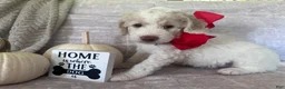Goldendoodle dogs for sale: Bricks ❤️ - Ad 1