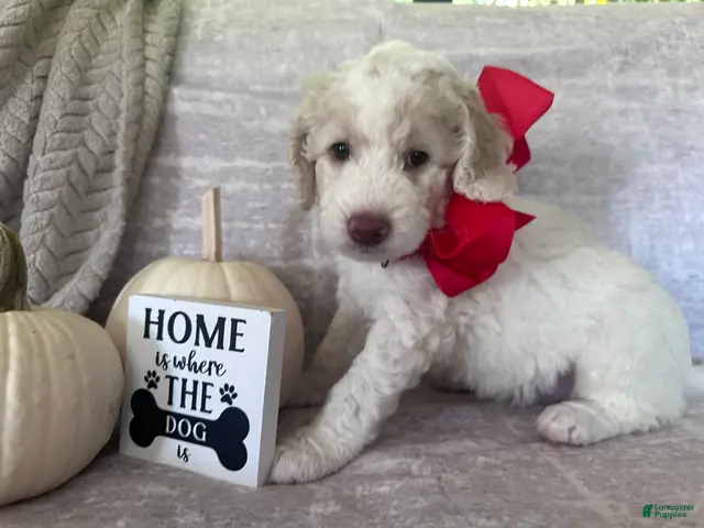 Goldendoodle dogs Bricks ❤️ - Ad 24