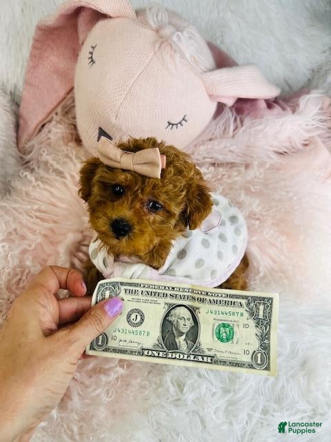 Toy Poodle dogs Toy Poodle Puppy 1 - Ad 34