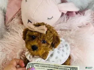 Toy Poodle dogs Toy Poodle Puppy 1 - Ad 19