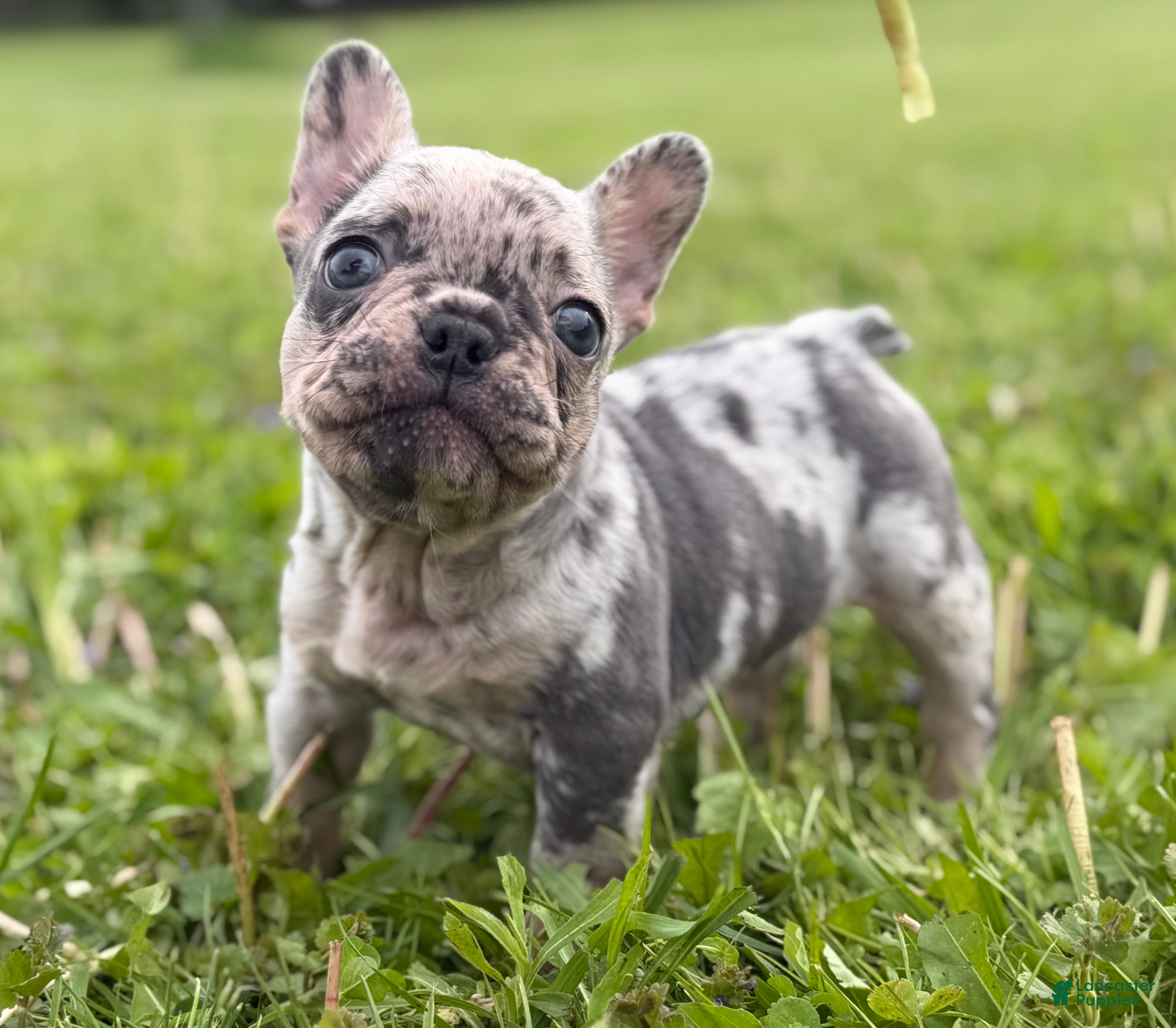 Frenchton dogs Zeus Merle and tan 88/12 ICA- DNA parents imported bloodline possible fluffy carrier  - Ad 1