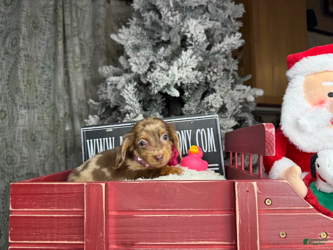 Miniature Dachshund dogs for sale: AKC Russian pra clear - Ad 39