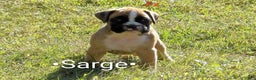 Boxer dogs for sale: Sarge - Ad 7