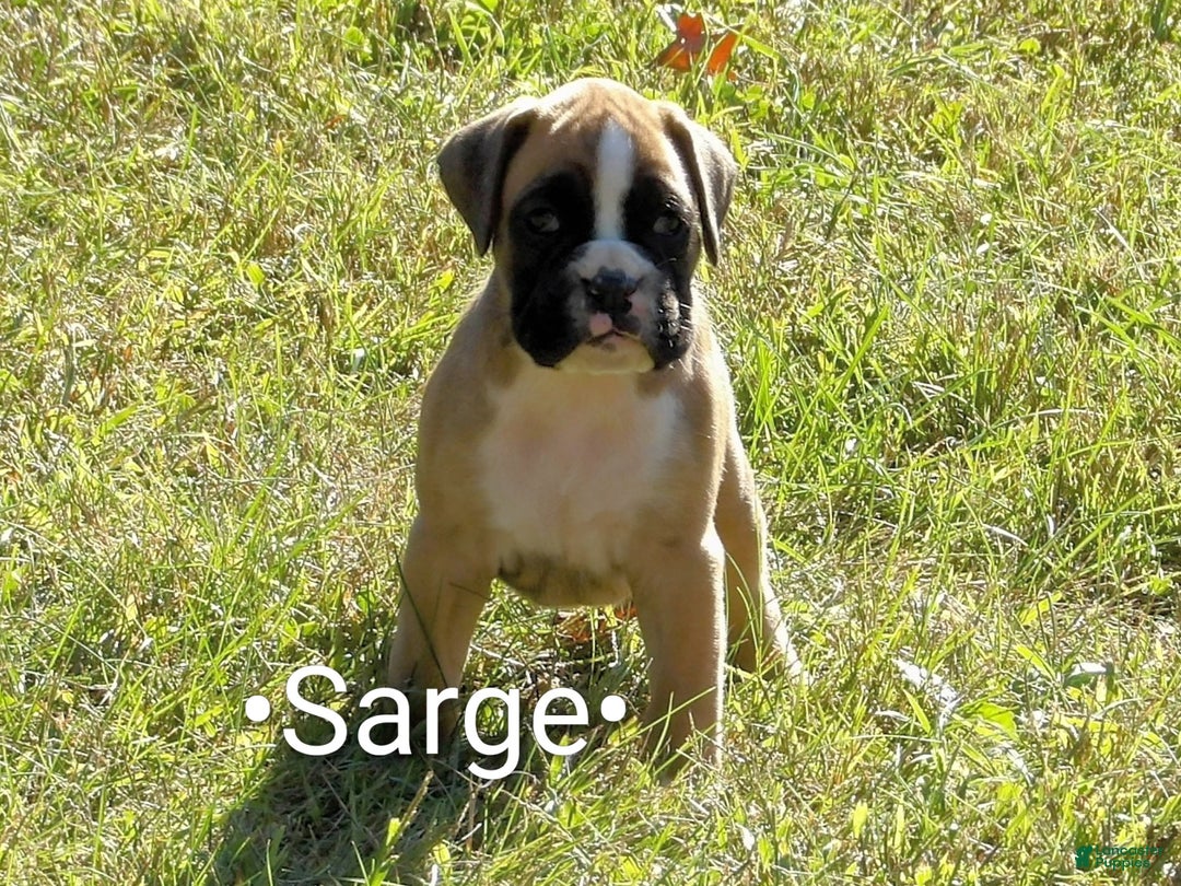 Boxer dogs for sale: Sarge - Ad 7