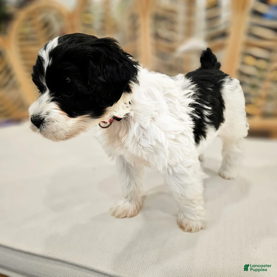 Portuguese Water Dog dogs for sale: Raven B. 🩷 - Ad 2