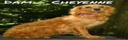 Mini Goldendoodle dogs for sale: Alice - Ad 10