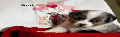 Miniature Australian Shepherd Puppy 4