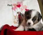 Miniature Australian Shepherd Puppy 4