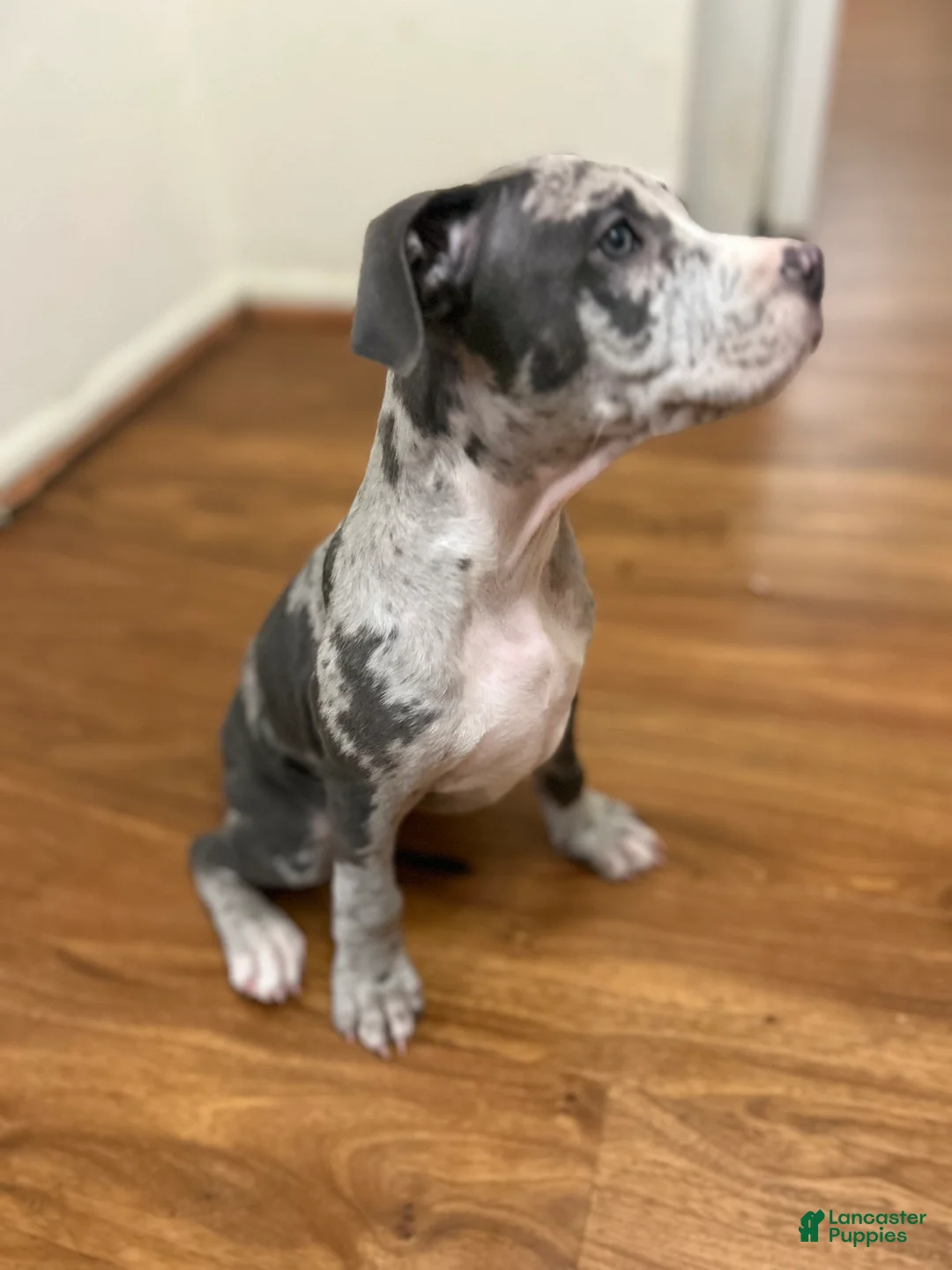 Mixed Breed dogs for sale: Luca - Ad 2