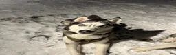Siberian Husky dogs for sale: Annie Grace - Ad 11