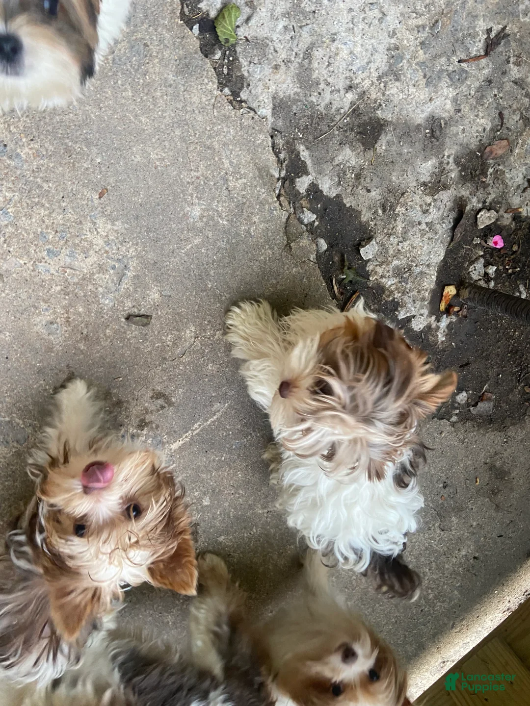 Yorkshire Terrier dogs for sale: Yorkshire Terrier Puppy 3 - Ad 2