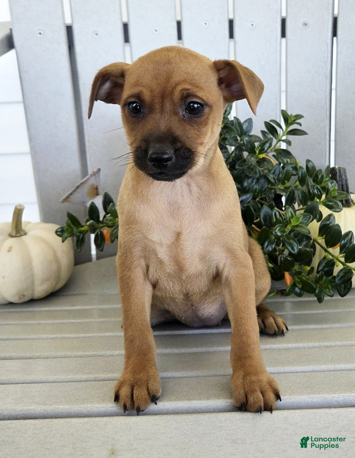 Miniature Pinscher dogs Dolly - Ad 1