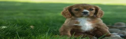 Cavalier King Charles Spaniel dogs for sale: Fletcher 🐶💙 - Ad 7
