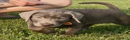 Labrador Retriever dogs for sale: Labrador Retriever 1 - Ad 10