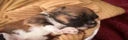 Havanese dogs for sale: Champ Havanese  - Ad 5