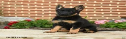 German Shepherd dogs for sale: Mila - Ad 5
