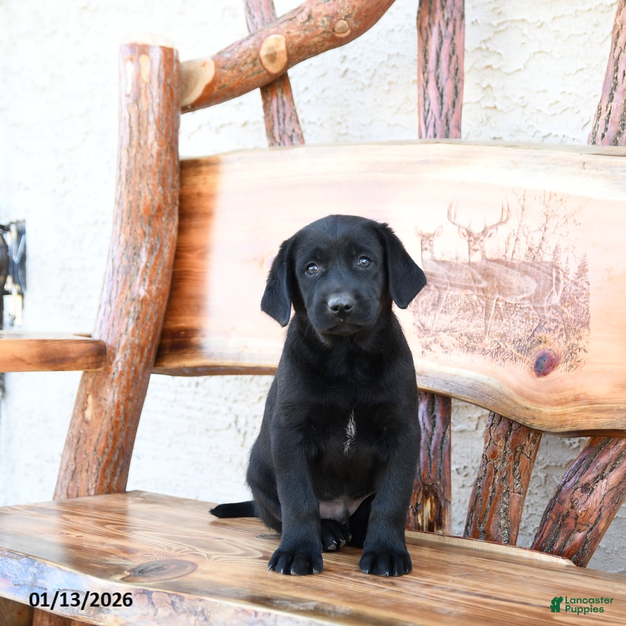 Labrador Retriever dogs Zane - Ad 33
